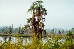 Alabama Swamp