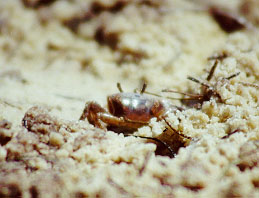 Crab on beach